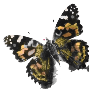 Painted Lady Butterfly Right